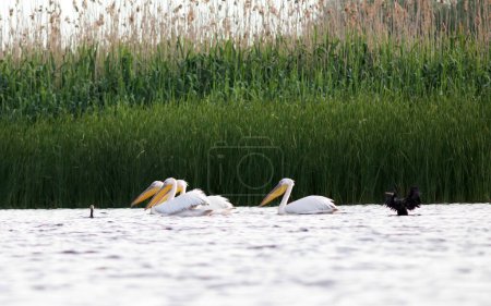 Pelikankolonie und Schwarzkormorane im Donaudelta, Rumänien