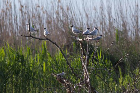 Black-headed Gulls (Chroicocephalus ridibundus) in Danube Delta, Romania