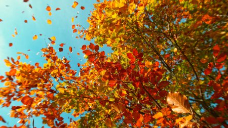 Foto de Congelar el movimiento de la caída de hojas de haya de otoño contra el cielo azul claro. - Imagen libre de derechos