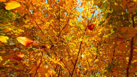 Foto de Congelar el movimiento de la caída de hojas de haya de otoño contra el cielo azul claro. - Imagen libre de derechos
