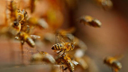 Téléchargez les photos : Mouvement de gel des abeilles qui entrent et sortent de la ruche, plan macro. - en image libre de droit