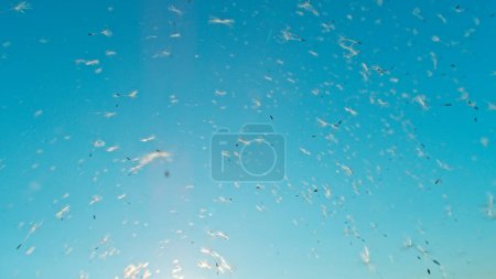 Photo for Macro Shot of Dandelion seeds being blown, freeze motion. Outdoor scene with sun rays. - Royalty Free Image