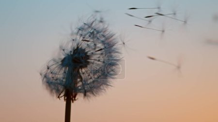 Photo for Macro Shot of Dandelion being blown, freeze motion. Outdoor scene during sunset. - Royalty Free Image