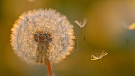 Photo for Macro Shot of Dandelion being blown, freeze motion. Outdoor scene during sunset. - Royalty Free Image