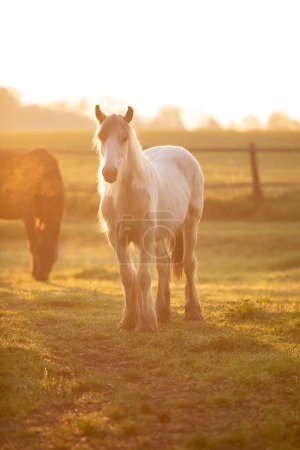 Foto de Tinker caballo Galineers mazorca pastando en un campo con el sol de la mañana naciente - Imagen libre de derechos