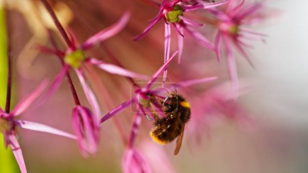 Téléchargez les photos : Bourdon ramassant le pollen et le nectar d'une fleur d'ail ornementale, macro shot - en image libre de droit