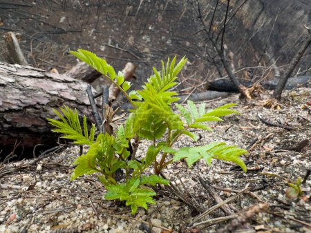 Foto de Regenerar el bosque después de un incendio devastador. Cortar árboles carbonizados rodando en el suelo. - Imagen libre de derechos