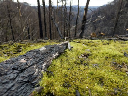 Foto de Regenerar el bosque después de un incendio devastador. Cortar árboles carbonizados rodando en el suelo. - Imagen libre de derechos