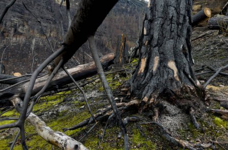 Photo for Forest after a devastating fire. Cut down charred trees rolling on the ground. - Royalty Free Image