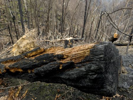 Foto de Bosque después de un incendio devastador. Cortar árboles carbonizados rodando en el suelo. - Imagen libre de derechos