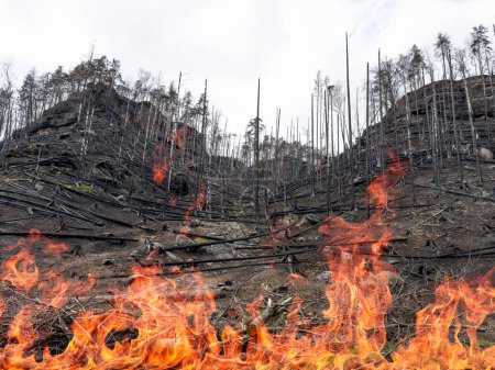 Foto de Bosque después de un incendio devastador. Cortar árboles carbonizados rodando en el suelo. - Imagen libre de derechos