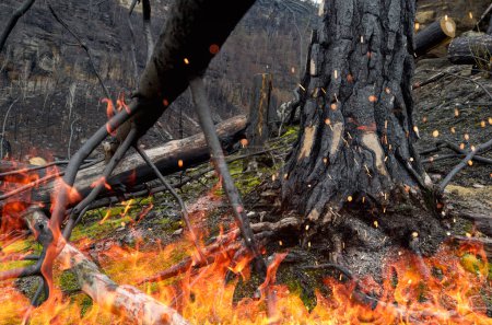 Téléchargez les photos : Forêt après un incendie dévastateur. Couper les arbres carbonisés rouler sur le sol. - en image libre de droit