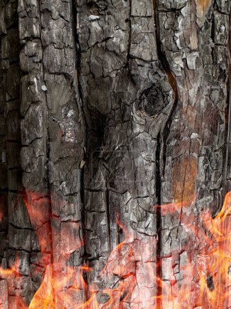 Foto de Corteza de pino carbonizada. Bosque después de un incendio devastador, macro sho - Imagen libre de derechos