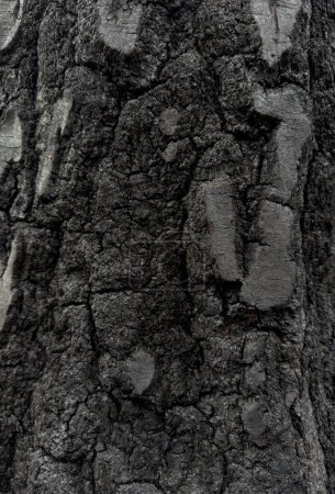 Téléchargez les photos : Écorce de pin carbonisée. Forêt après un incendie dévastateur, macro sho - en image libre de droit
