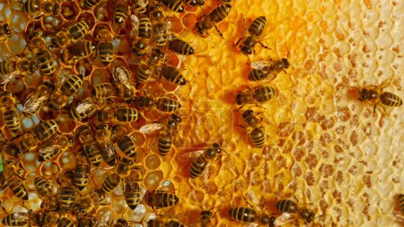 Téléchargez les photos : Bees Walking on Honeycomb and Carriying Honey. Macro shot d'insectes domestiques, d'apiculteurs et d'agriculteurs Vie. - en image libre de droit