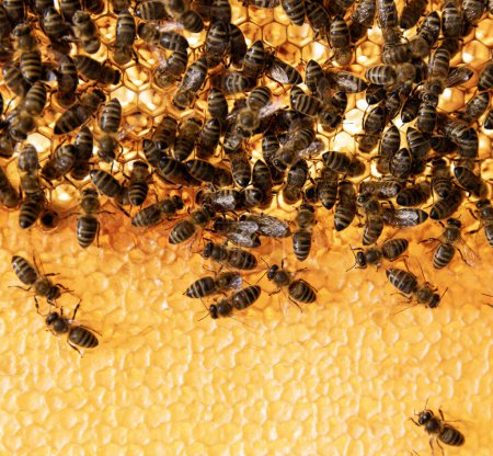 Téléchargez les photos : Bees Walking on Honeycomb and Carriying Honey. Macro shot d'insectes domestiques, d'apiculteurs et d'agriculteurs Vie. - en image libre de droit