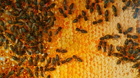 Foto de Bees Walking on Honeycomb and Carying Honey. Macro disparo de insecto domesticado, apicultor y agricultores de la vida. - Imagen libre de derechos