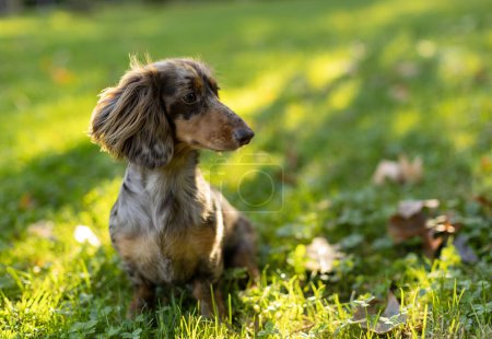 Téléchargez les photos : Longhair teckel sur le parc du matin. Dachshund en contre-jour. Petit chien posant. - en image libre de droit