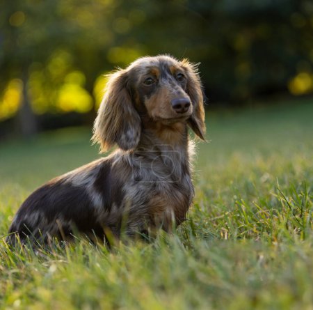 Téléchargez les photos : Longhair teckel sur le parc du matin. Dachshund en contre-jour. Petit chien posant. - en image libre de droit
