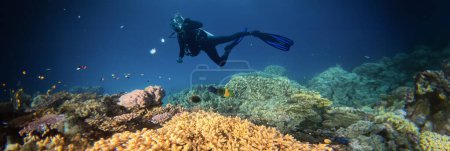 Téléchargez les photos : Coraux tropicaux sous-marins Récif avec poissons de mer colorés et plongeur. Vie marine monde marin. Paysage marin panoramique sous-marin coloré tropical. - en image libre de droit