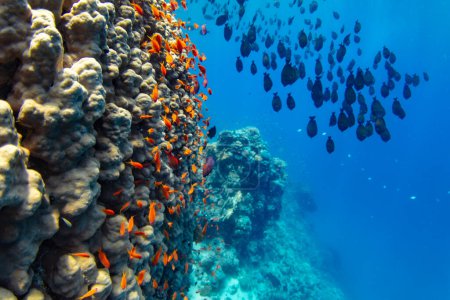 Téléchargez les photos : Coraux tropicaux sous-marins Récif avec des poissons de mer colorés. Vie marine monde marin. Paysage marin panoramique sous-marin coloré tropical. - en image libre de droit