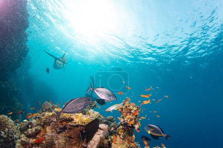 Foto de Arrecife de Corales Tropicales Submarinos con coloridos peces marinos. Mundo marino de vida marina. Paisaje marino submarino tropical colorido y panormático. - Imagen libre de derechos