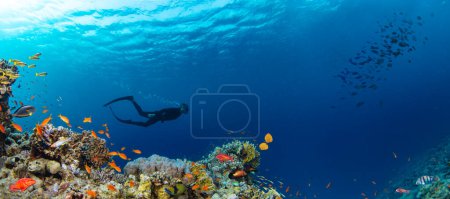 Arrecife de Corales Tropicales Subacuáticos con coloridos peces marinos y freediver. Mundo marino de vida marina. Paisaje marino submarino tropical colorido y panormático.