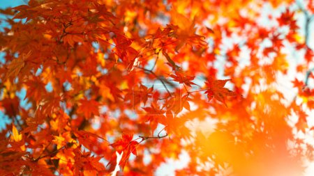 Photo for Falling colorful autumn leaves from maple tree acer palmatum - Royalty Free Image