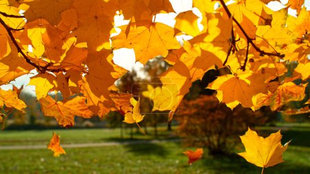 Photo for Falling colorful autumn leaves from maple tree - Royalty Free Image