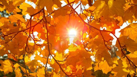 Foto de Caída de coloridas hojas de otoño de arce - Imagen libre de derechos
