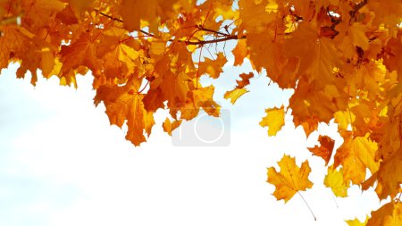 Photo for Falling colorful autumn leaves from maple tree acer palmatum - Royalty Free Image