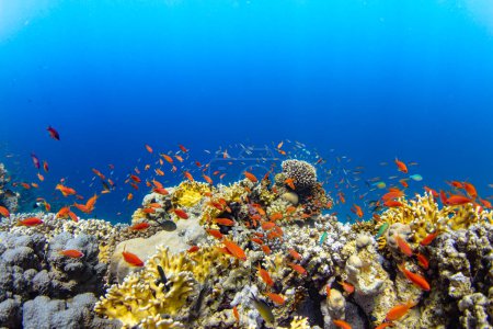 Photo for Underwater Tropical Corals Reef with colorful sea fish. Marine life sea world. Tropical colourful underwater panormatic seascape. - Royalty Free Image