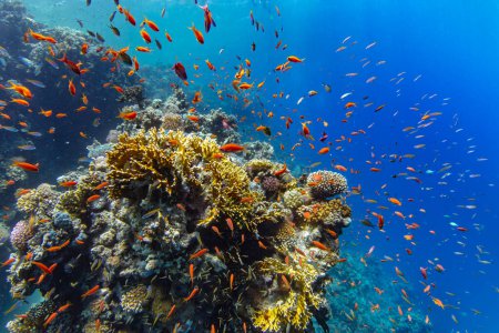 Photo for Underwater Tropical Corals Reef with colorful sea fish. Marine life sea world. Tropical colourful underwater panormatic seascape. - Royalty Free Image
