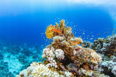 Téléchargez les photos : Coraux tropicaux sous-marins Récif avec des poissons de mer colorés. Vie marine monde marin. Paysage marin panoramique sous-marin coloré tropical. - en image libre de droit