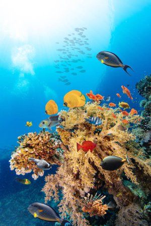 Foto de Arrecife de Corales Tropicales Submarinos con coloridos peces marinos. Mundo marino de vida marina. Paisaje marino submarino tropical colorido y panormático. - Imagen libre de derechos