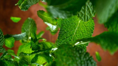 Photo for Freeze motion of falling and rotating fresh mint leaves, macro - Royalty Free Image