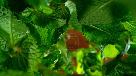 Photo for Freeze motion of falling and rotating fresh mint leaves, macro - Royalty Free Image