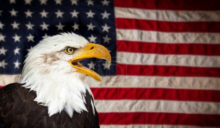 Téléchargez les photos : Pygargue à tête blanche nord-américain avec drapeau américain - en image libre de droit