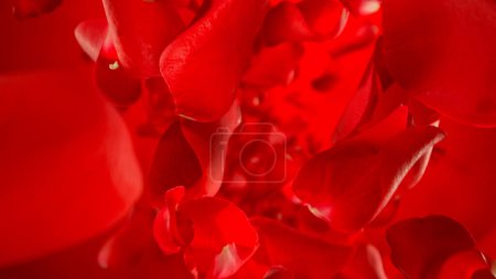 Téléchargez les photos : Mouvement de gel des pétales de rose volants sur fond de dégradé rouge - en image libre de droit