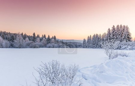 Photo for Pine trees frosted with snow in a picturesque mountain meadow. Winter mountains landscape - Royalty Free Image