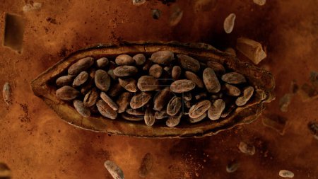 Foto de Frutos de cacao con granos de cacao explotando. Vista superior. - Imagen libre de derechos