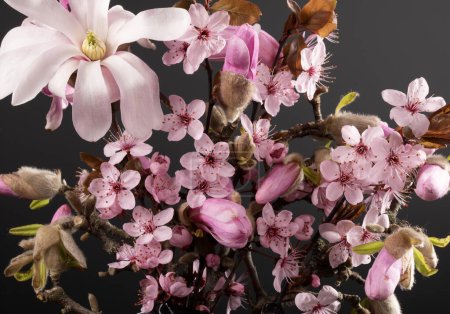Téléchargez les photos : Fleur rose de cerisier de printemps. Branche de cerisier avec magnolia rose printemps sur fond gris dégradé. - en image libre de droit
