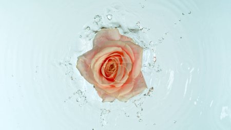 Téléchargez les photos : Gros plan sur la fleur de rose tombant à la surface de l'eau, vue du haut vers le bas - en image libre de droit