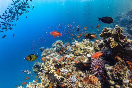 Téléchargez les photos : Coraux tropicaux sous-marins Récif avec des poissons de mer colorés. Vie marine monde marin. Paysage marin sous-marin coloré tropical. - en image libre de droit
