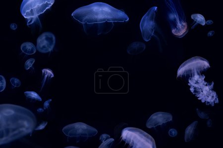 Téléchargez les photos : Belles méduses flottant dans l'aquarium sur le fond noir - en image libre de droit