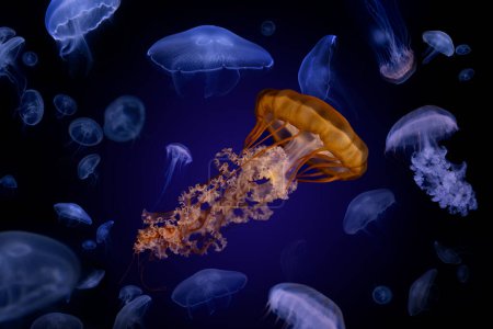 Téléchargez les photos : Belles méduses flottant dans l'aquarium sur le fond noir - en image libre de droit