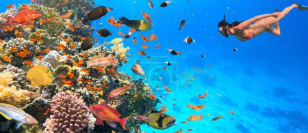 Foto de Arrecife de Corales Tropicales Subacuáticos con coloridos peces marinos y Freediver. Mundo marino de vida marina. Paisaje marino tropical submarino colorido. - Imagen libre de derechos