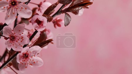 Téléchargez les photos : Fleurs de cerisier en pleine floraison, fond de printemps - en image libre de droit