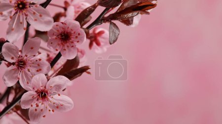 Foto de Flores de cerezo en plena floración, fondo de primavera - Imagen libre de derechos