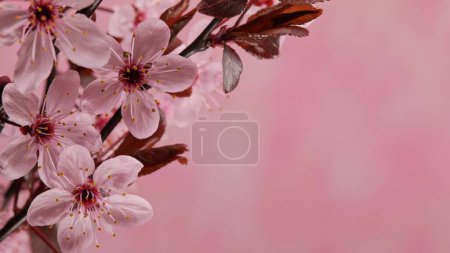 Kirschblüten in voller Blüte, Frühlingshintergrund